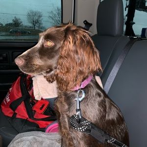 Meet your Posher, Gracie